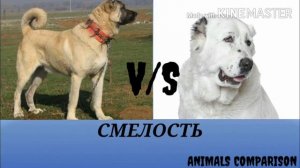 Кангал против алабая.