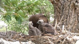 Изучаем птиц России. Черный коршун // Birds of Russia. Black kite