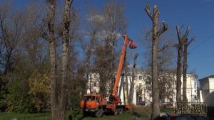 Спил-омоложение тополей