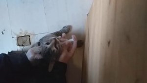 п/о пирантел коту.