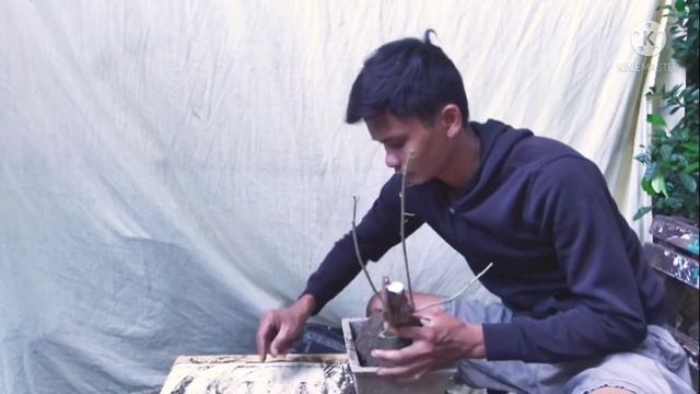 wow!!!! bougainvillea mame bonsai. ...😍🤩😱 смотреть онлайн