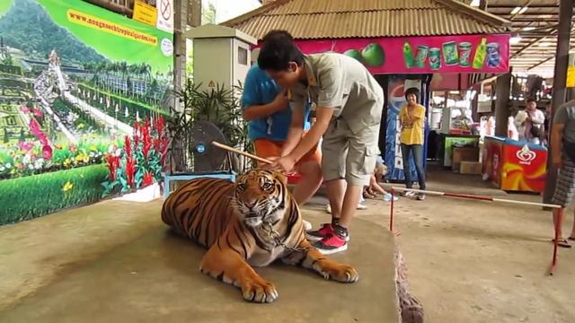 Укрощение Тигра - Taming Tiger смотреть онлайн