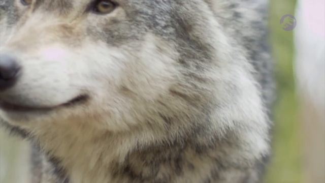 Реальная Эволюция Собачьих. Первобытные собаки смотреть онлайн