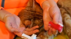 Чистка зубов коту