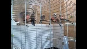 Розовобрюхие попугайчики (Боурка)