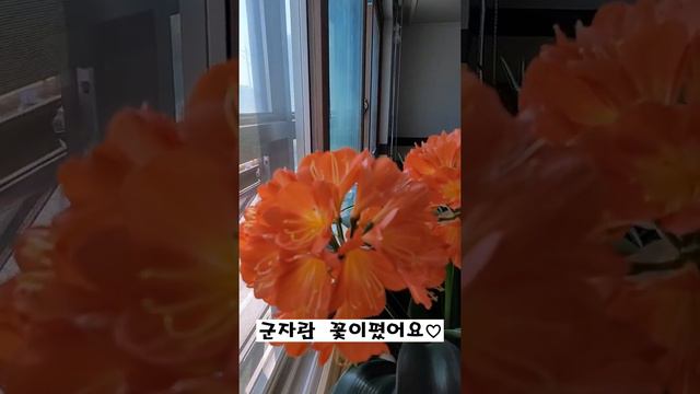 군자란#군자란#호호다육#군자란 꽃