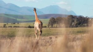 ЖИРАФ в деле - ДИКИЕ животные Африки | Звери в зоопарке Зоопарк онлайн
