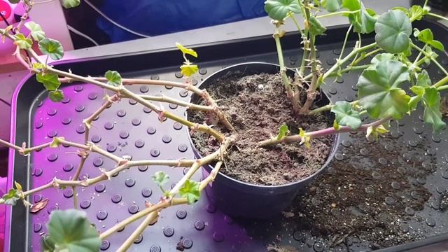 Размножение плющелистной пеларгонии черенками/Черенкование в вермикулите