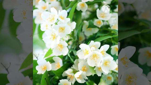 ГРУППА СЕНТЯБРЬ АРОМАТ ЖАСМИНА смотреть онлайн