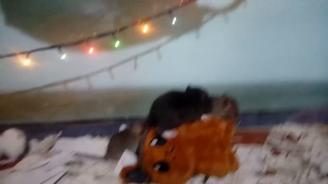 3 недельные КРЫСЯТА и Игрушки Крысотерапия LizaTube смотреть онлайн