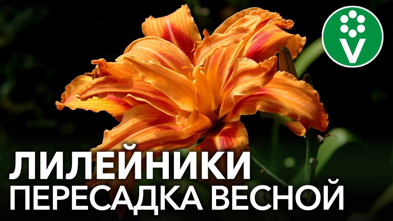 НЕ ПОДКАРМЛИВАЙТЕ ЛИЛЕЙНИКИ при пересадке! Правила успешного размножения и деления лилейников весной