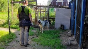 Восточно-европейская овчарка АНГА. 2 года.