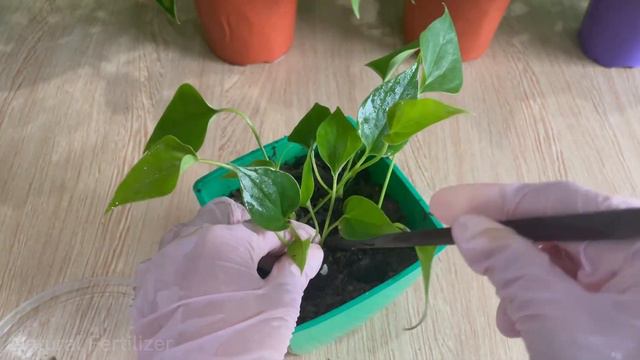 100% success ! Tips for propagating Anthurium by taking cuttings | Natural Fertilizer смотреть онлайн