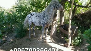 Аппалуза.  Appaloosa