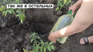 5-литровая бутылка с водой. Бесплатный капельный полив - всё гениально и просто