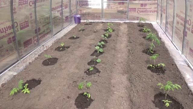 Купили теплицу 3 на 6 м. Что внутри? Что посадили. Что с этим делать??? Как довести теплицу до ума?