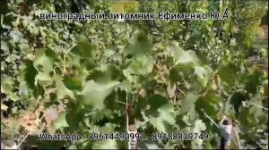 мои саженцы винограда ( школка)