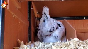 Несушка кладет яйцо в компании ???