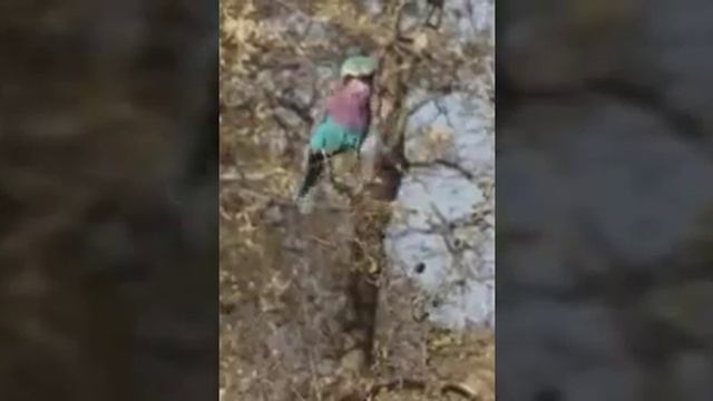 Смешные гифки смотреть онлайн