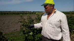 Летняя обрезка ремонтантной малины