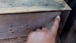 Альпийский улей для сотового меда профессор кислых щей представляет