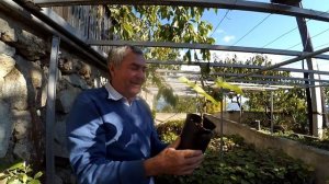 КАК РАСТУТ КИВИ В ЯЛТЕ / САЖЕНЦЫ КИВИ / САДОВОДСТВО / КРЫМ-ТРАВА