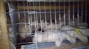 Как сформировать инкубационную семью у перепелов.