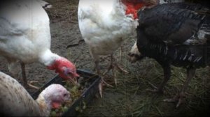 Сколько живут индюки в домашних условиях