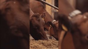 EXTRAÑOS hábitos de APAREAMIENTO 🔥 Así HACEN el AMOR estas especies: arañas, caballos, vacas