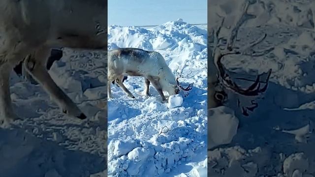 Вот так северный олень добывает пищу...