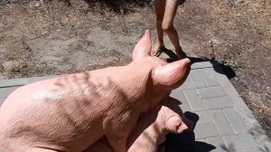 Аллея детства и сказочные герои. Мы в Пятиморске.