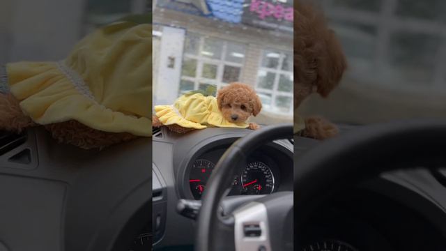 Мини Мальтипу ф1 Красотка окраса капучино #maltipoo #dog #cute #puppy #maltipoopuppy #poodle