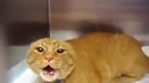 Mad cat Burger and Fries