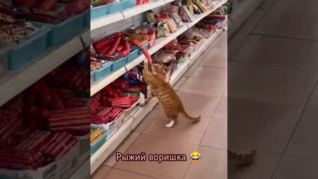 Рыжий воришка ?