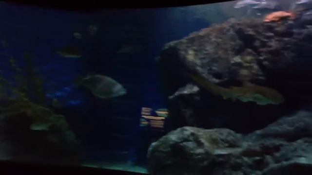 #Таиланд: Океанариум в Сиам Парагоне смотреть онлайн