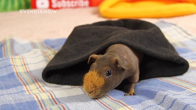 ЛАЙФХАКИ ДЛЯ БЕДНЫХ владельцев морских свинок ? смотреть онлайн