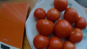 Томат Верочка F1. 2021.