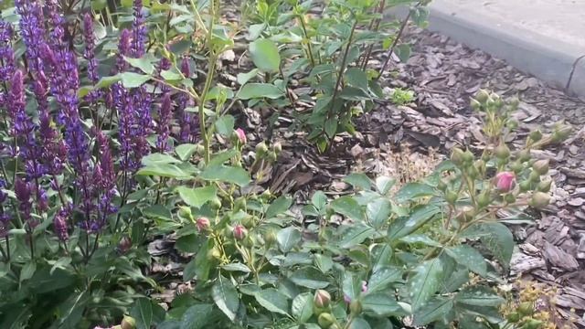 #15 10.06 Первой зацвела Nautica. Флорибунда Kordes 2017 смотреть онлайн