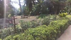 Сингапурский зоопарк. ТОП 10 самых крутых зоопарков мира