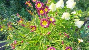 Цветет лилейник Найт Бекон. Август 2022г.