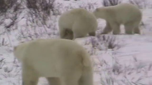 POLAR BEAR FIGHT! Polar bear vs polar bear. смотреть онлайн
