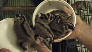 Cool Whip Sugar Gliders