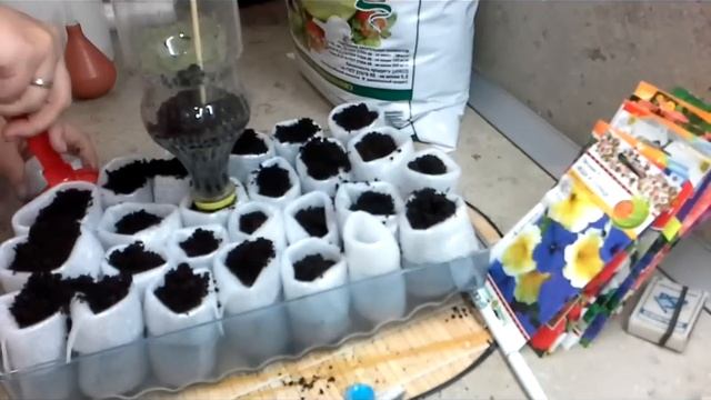 Как вырастить #ПЕТУНИЮ в стаканчиках! Очень хороший способ! смотреть онлайн