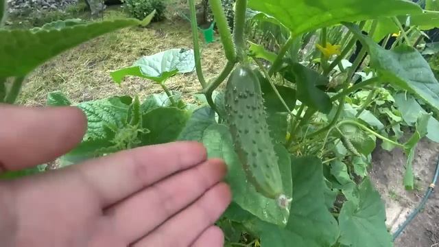 Вы верите что 1 таблетка подымит хилые Огурцы в Июне огурцы оживут, позеленеют и будут плоданосить. смотреть онлайн