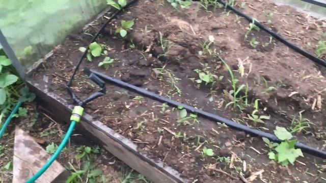 Капельный полив эконом вариант бюджетный с автоматическим таймером смотреть онлайн