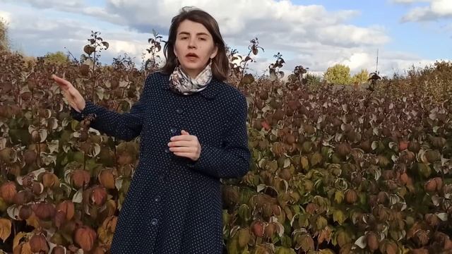 Уход за ремонтантной малиной осенью для 100% урожайности!