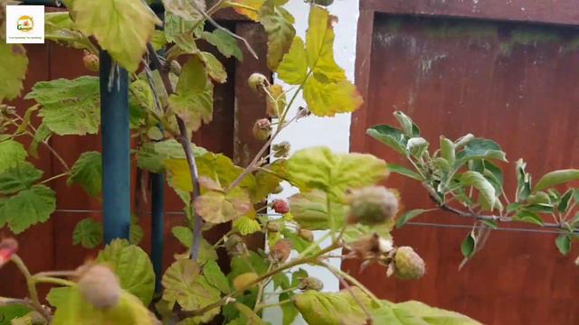 Incredible Small Urban Garden Harvest / Relaxing Early July Garden harvest and beautiful flowers смотреть онлайн