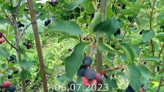 Ирга Канадская Смоуки /Saskatoon Berry Smokey