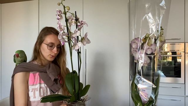 Новинки орхидей биглипов и фаленопсис Phal Venecia carnaval, phal Florida Sun