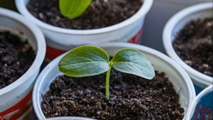 Как посеять огурцы в пластиковые стаканы